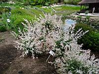Salix integra hakuro nishiki (prise a Giroussens, Jardin des Martels)(2)